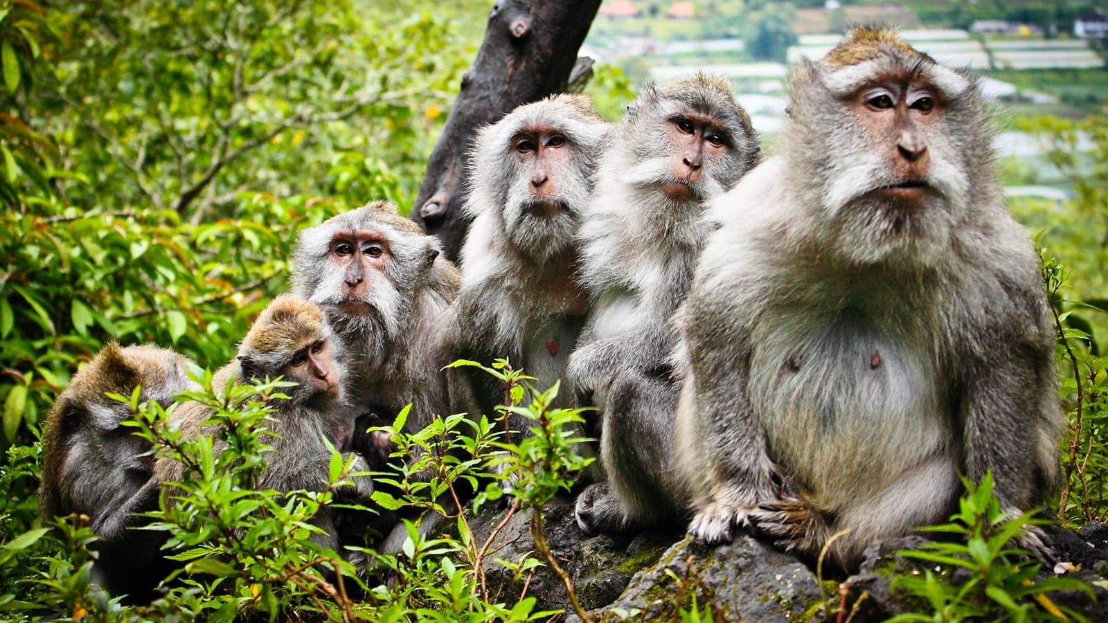 Bali Relocation: How to Live in Bali as an Expat With Family?
